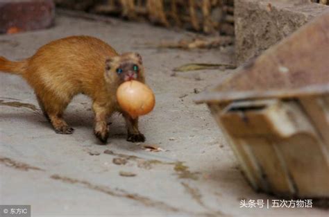 黃大仙黃鼠狼|黃鼠狼為什麼會被稱為「黃大仙」？